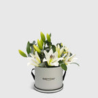 White Lily