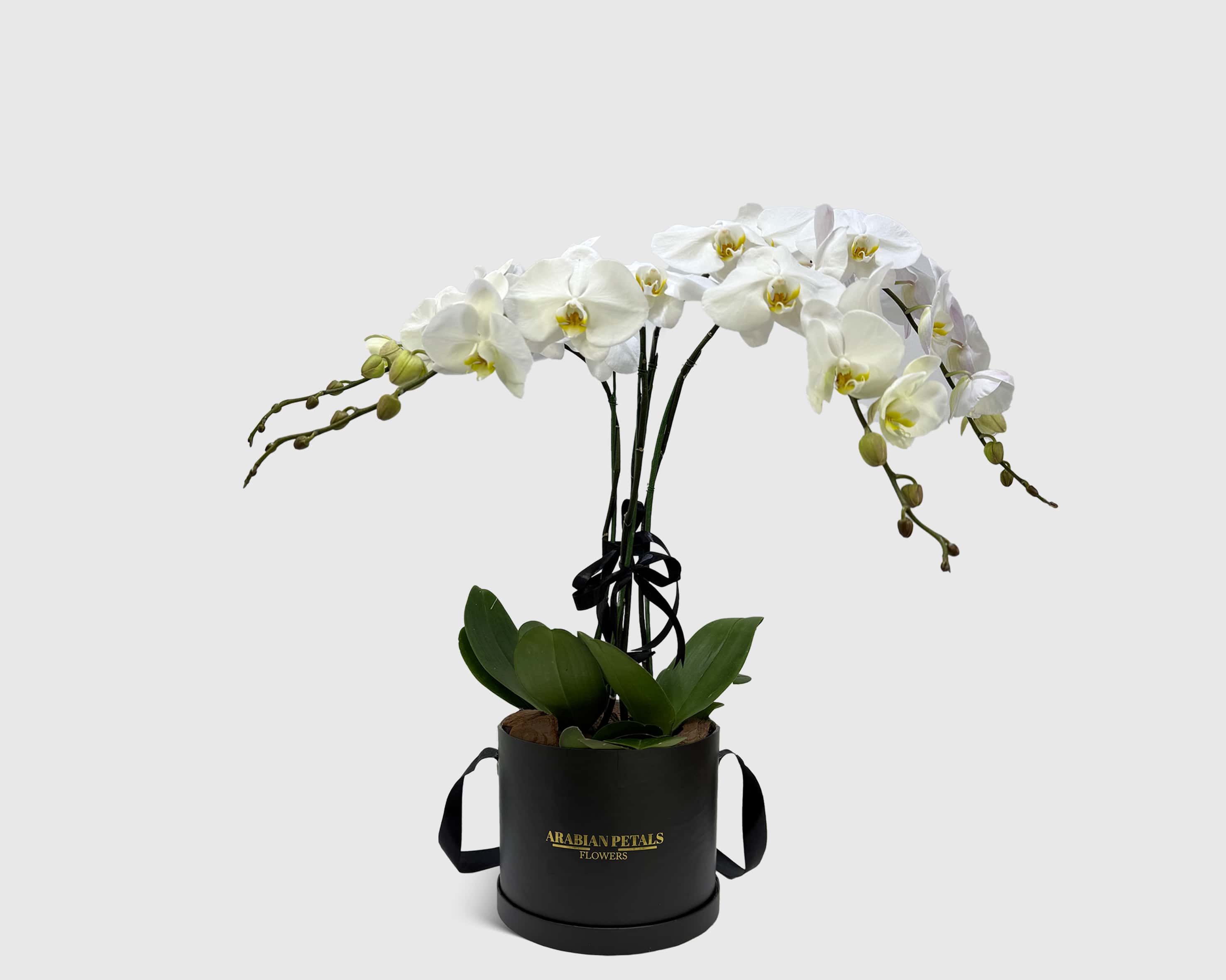 Orchid Cradle in Box