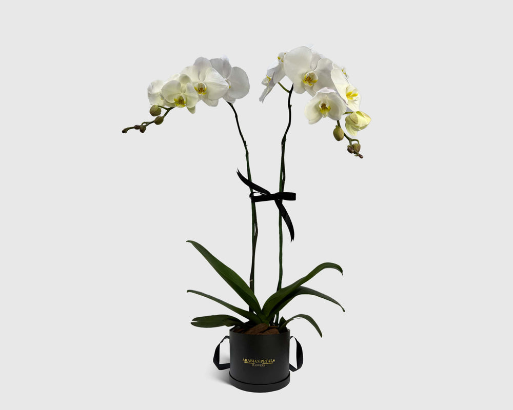 Orchid Cradle in Box