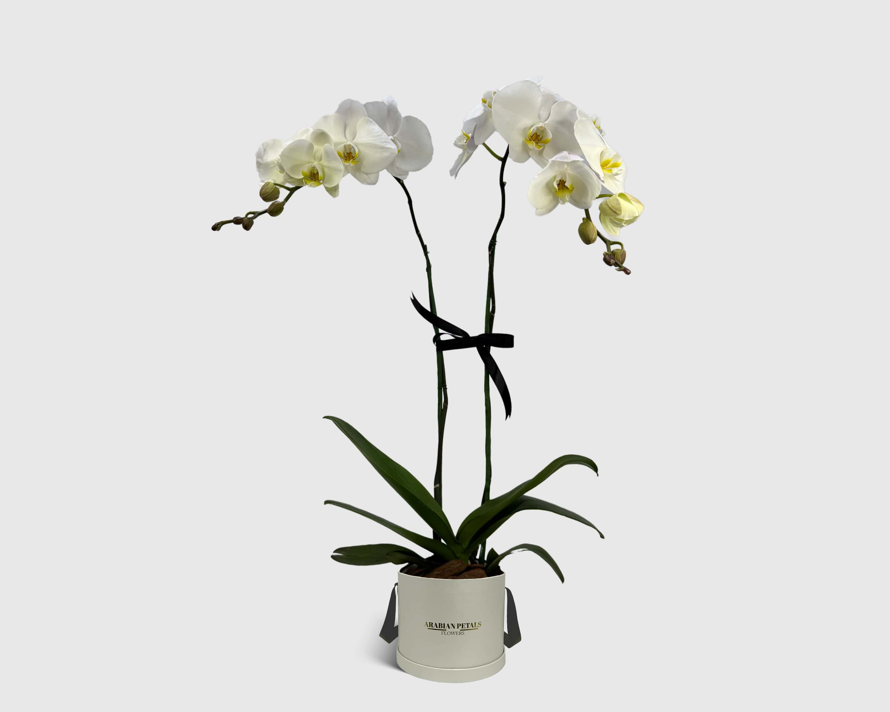 Orchid Cradle in Box