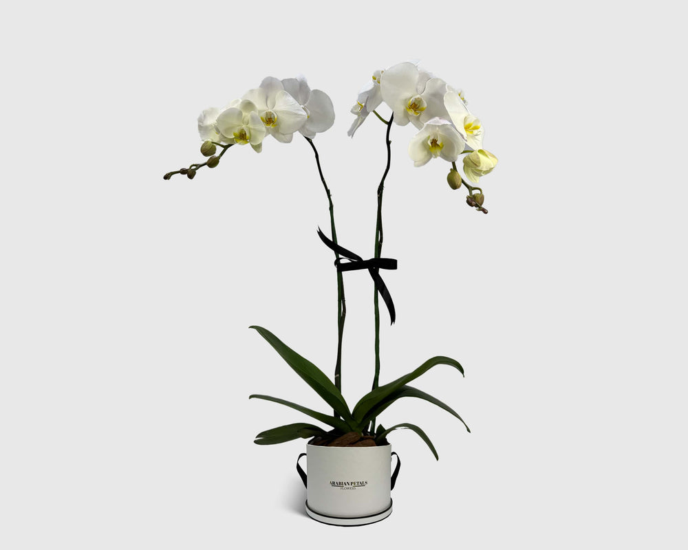 Orchid Cradle in Box