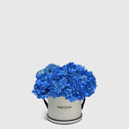 Blue Hydrangea