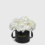 White Hydrangea