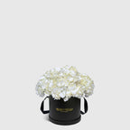 White Hydrangea