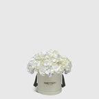 White Hydrangea