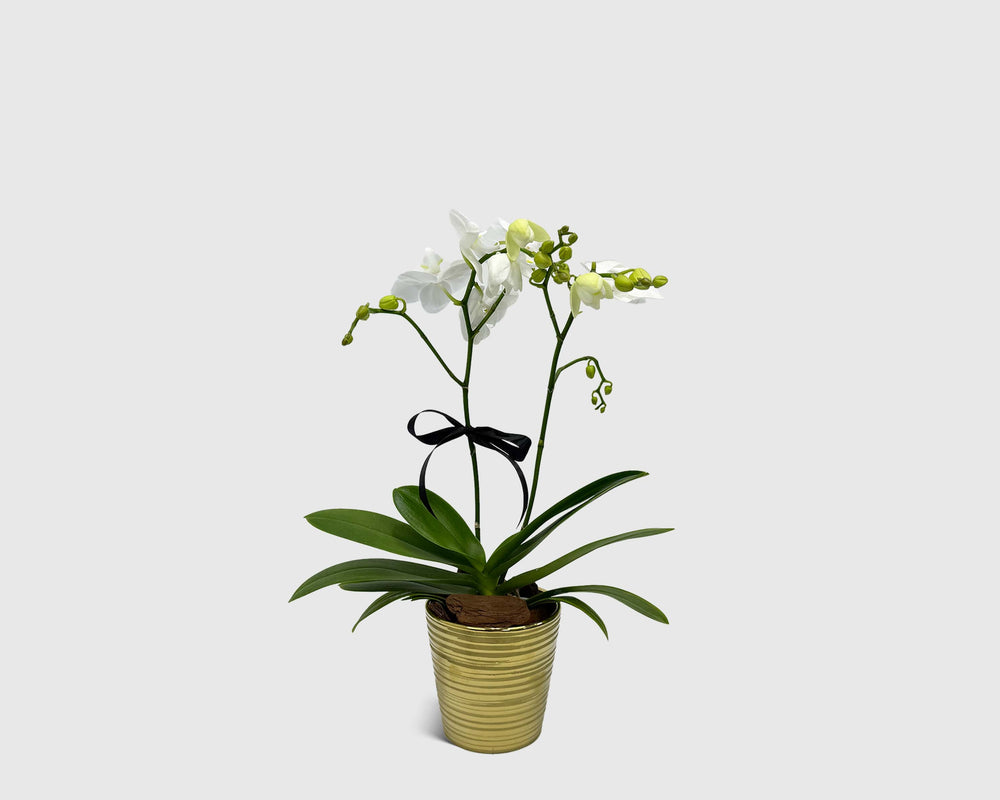 Orchidette in Pot