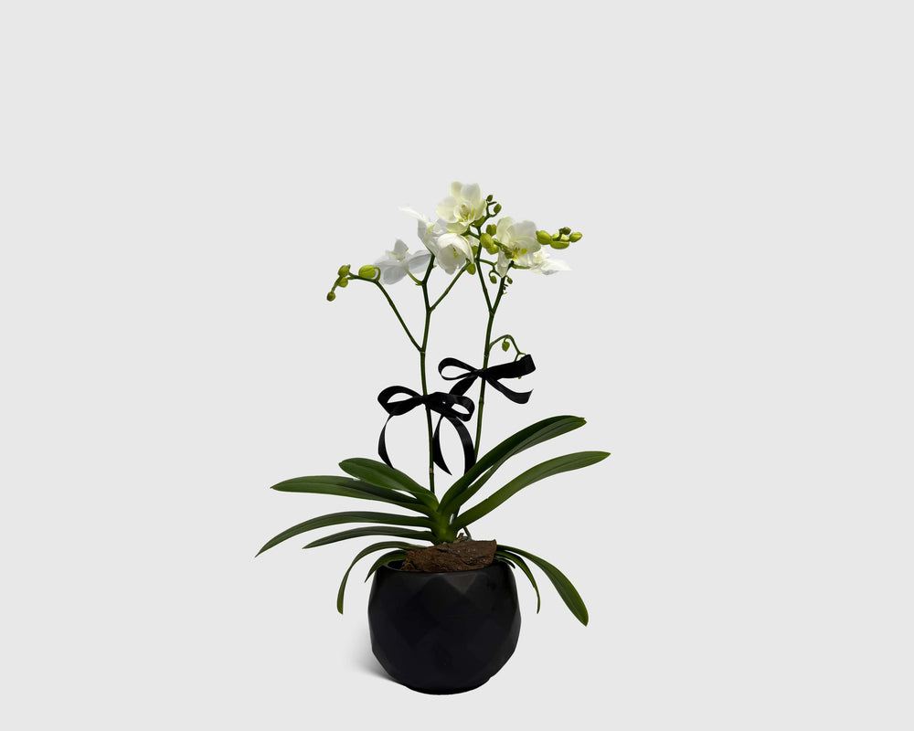 Orchidette in Pot