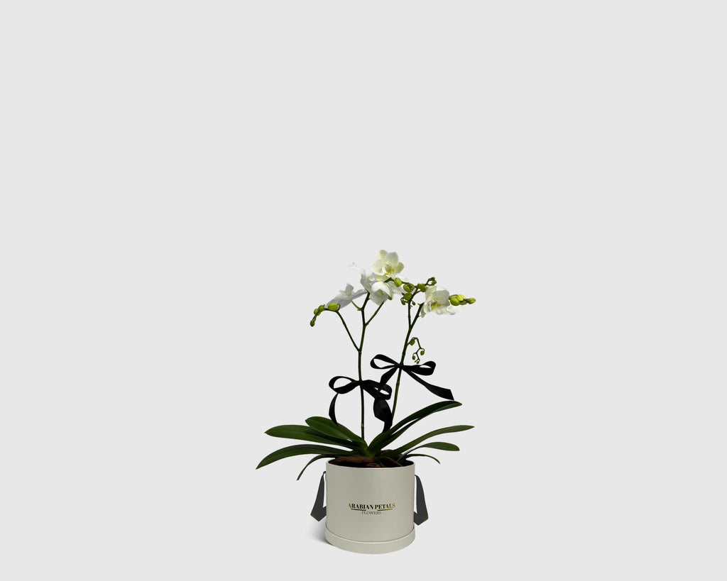 Orchidette in Box