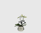Orchidette in Box