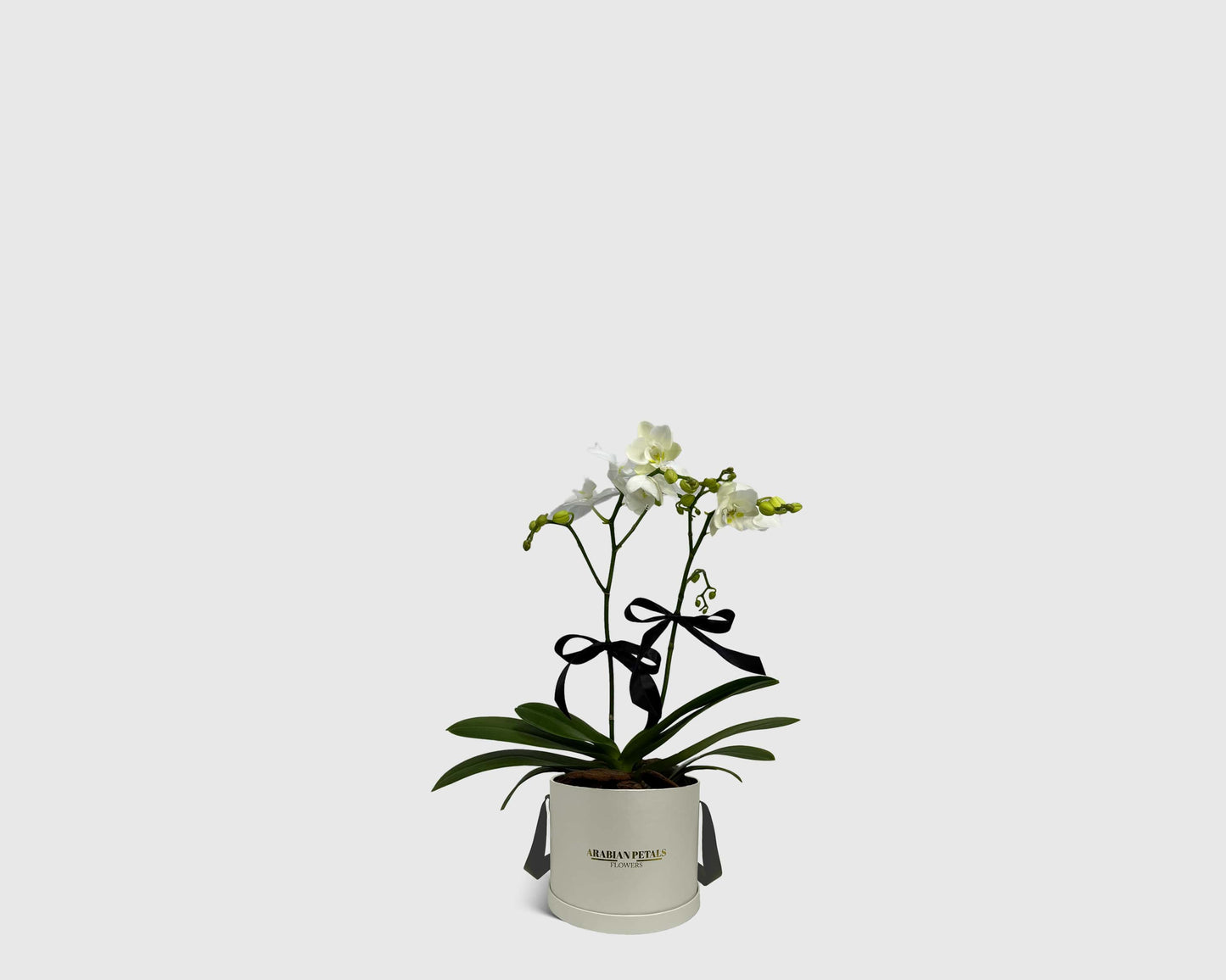 Orchidette in Box