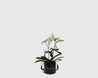 Orchidette in Box
