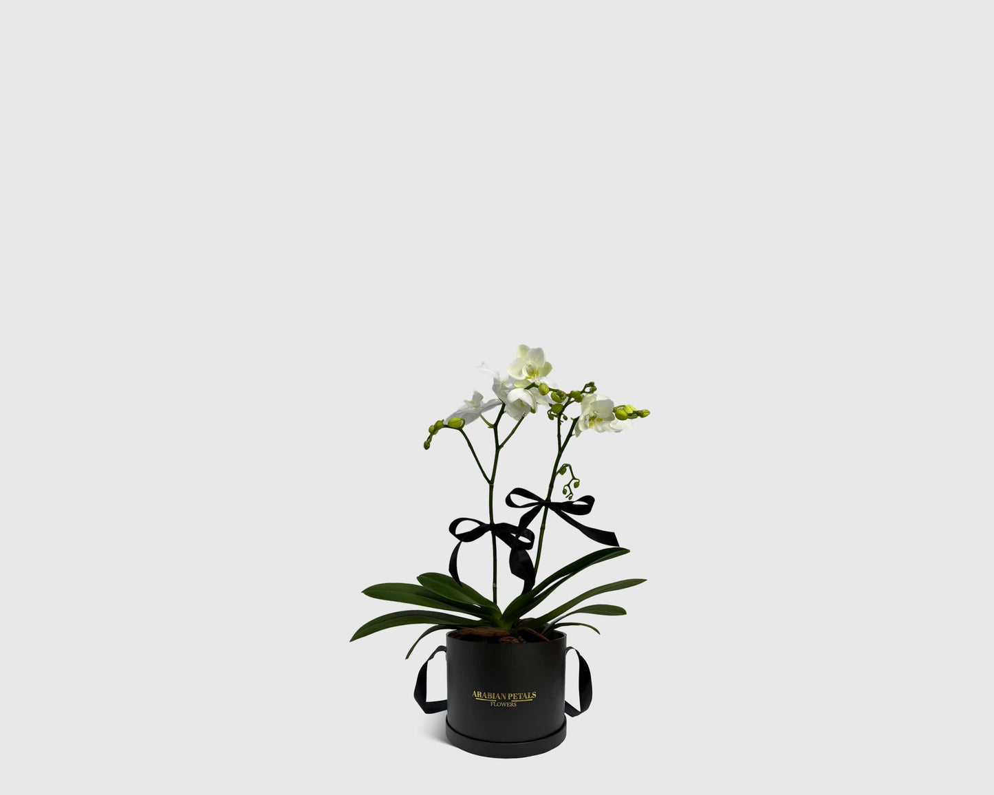 Orchidette in Box