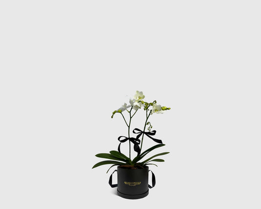 Orchidette in Box