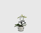 Orchidette in Box