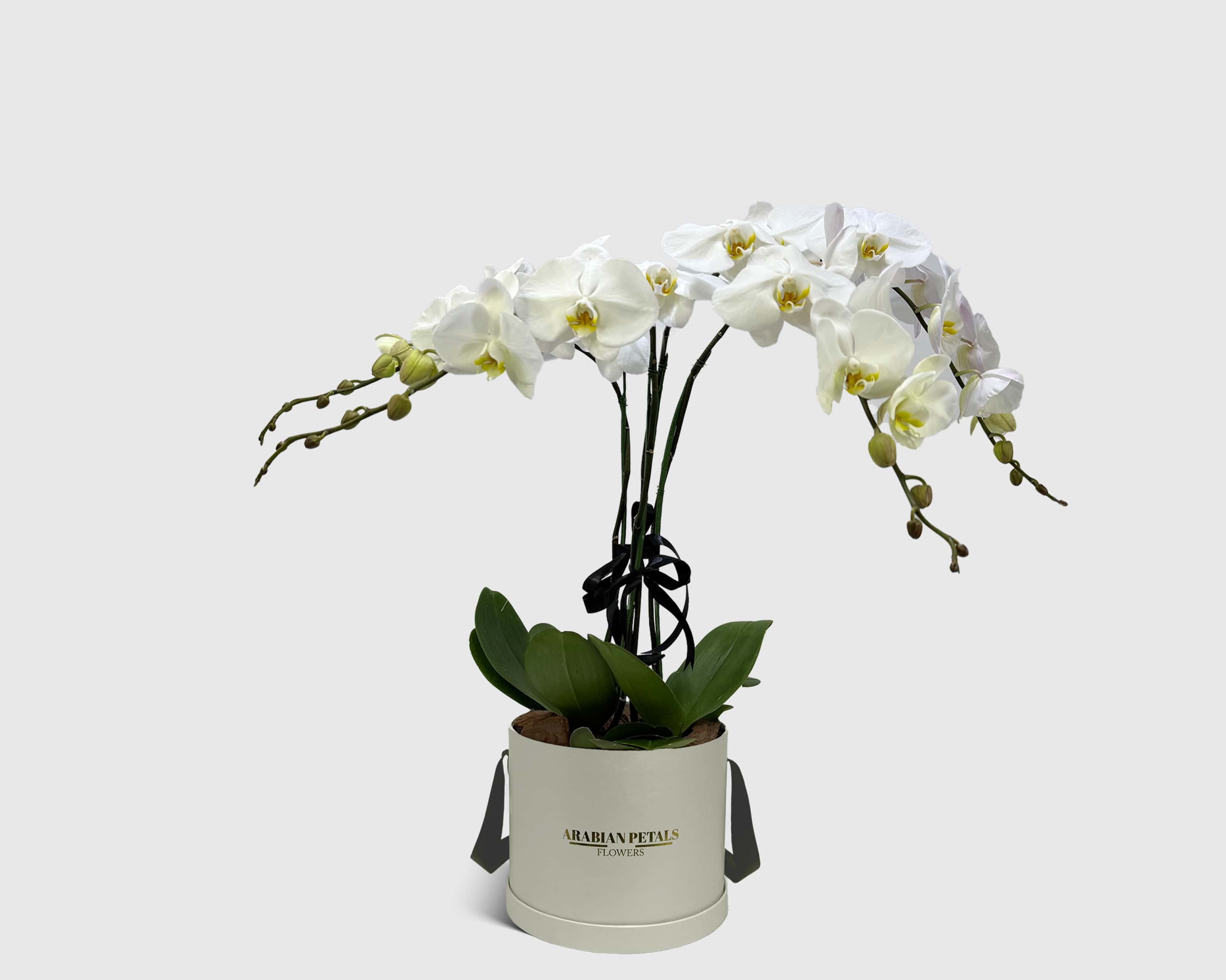 Orchid Cradle in Box