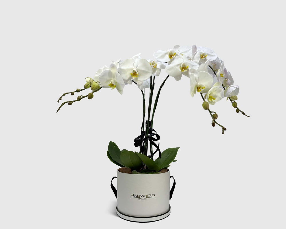 Orchid Cradle in Box