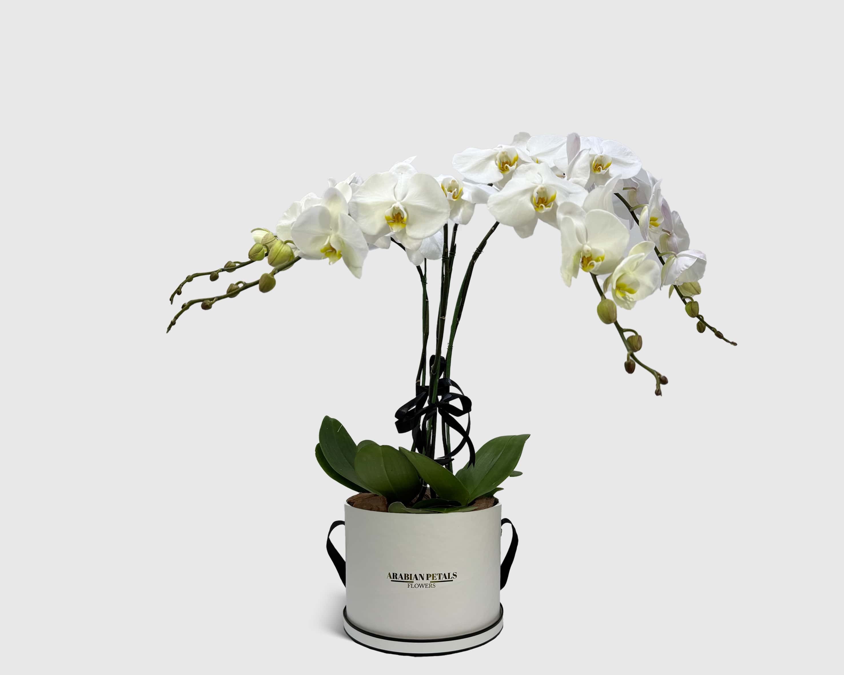 Orchid Cradle in Box