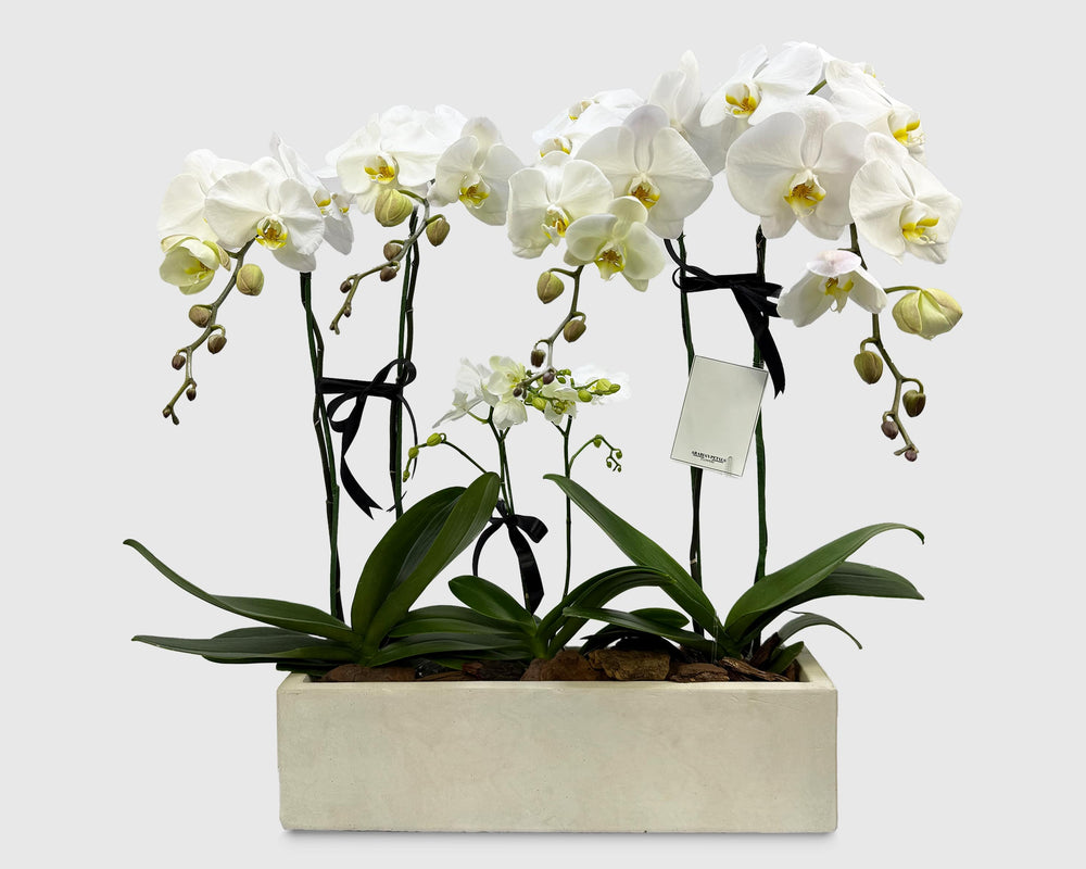 Orchid Cradle