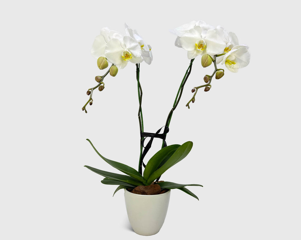 Orchid Cradle